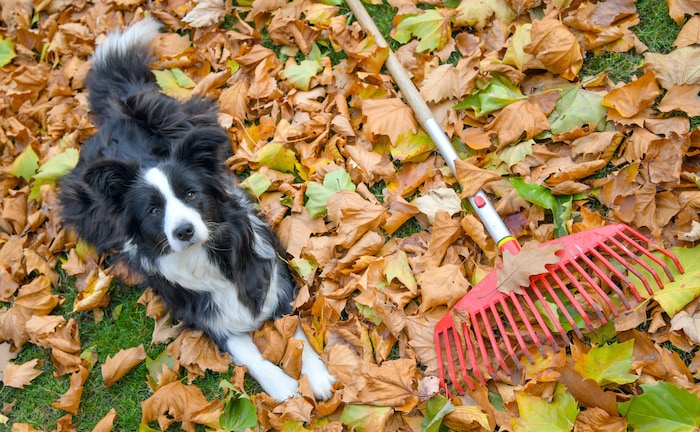 Herbstlaub im Garten