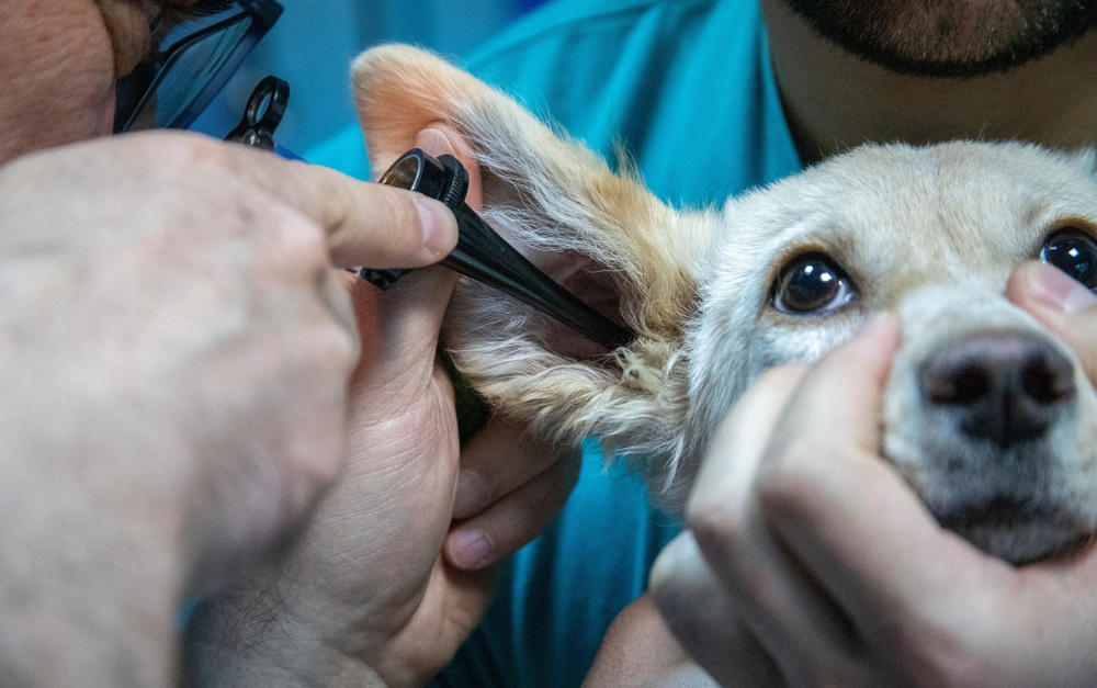 Hund beim Tierarzt: Die Tierkrankenversicherung kommt dafür auf