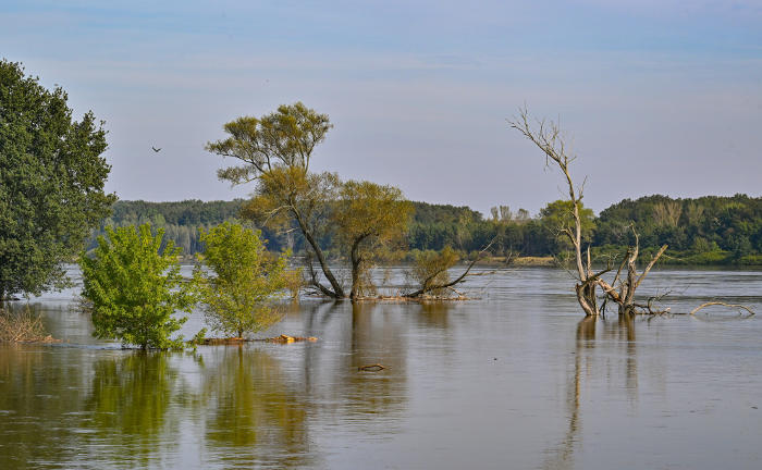 An der deutsch-polnischen Grenze stehen Bäume tief im Wasser: Viele europäische Länder wie Polen und Deutschland leiden derzeit unter Hochwasser.
