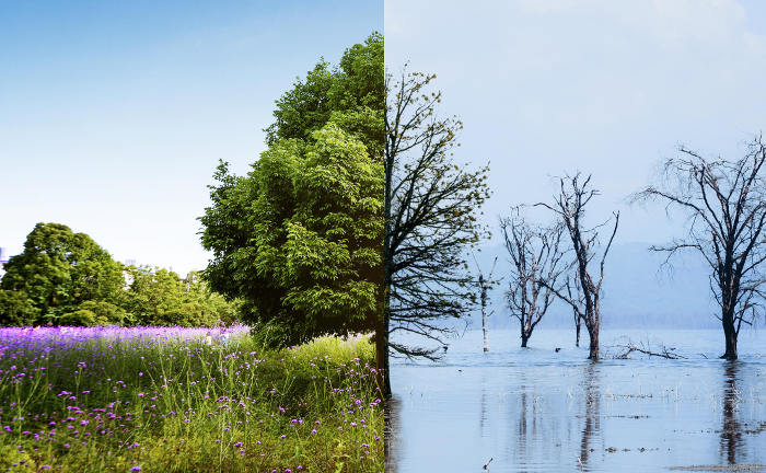 Collage mit blühender Landschaft links und verdorrten und überfluteten Bäumen rechts: Der weltweite Klimawandel sorgt bei deutschen Versicherern für Milliardenschäden.