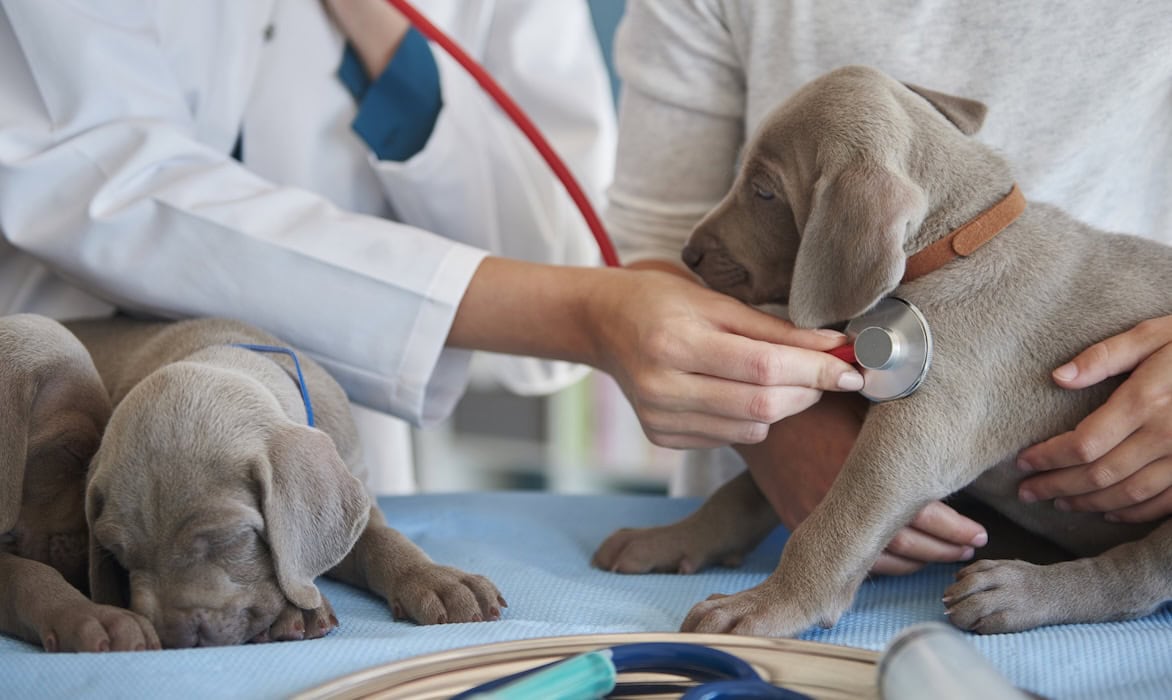 Zwei Hunde beim Tierarzt: Die Hunderasse bestimmt, wie teuer eine Tierhaftpflicht-Versicherung ist.