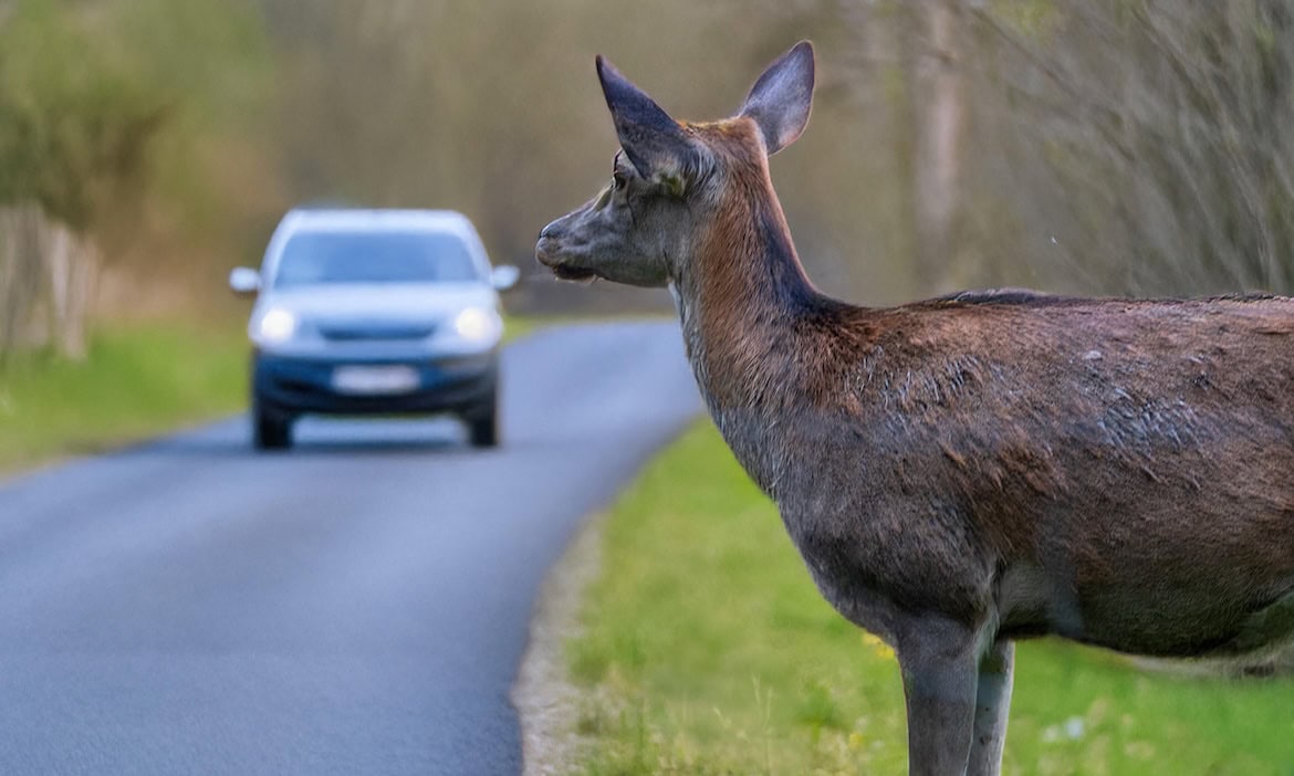 Rotwild an der Landstraße: Die durchschnittlichen Schäden durch Wildunfälle belaufen sich mittlerweile auf 4.100 Euro.