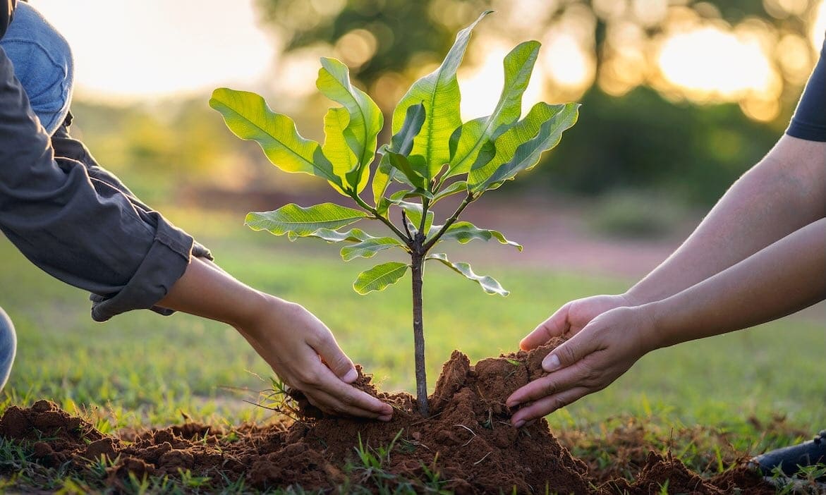 Ein wichtiges Anliegen ist es dem IKV, neue Bäume zu pflanzen und Moore wieder zu vernässen.