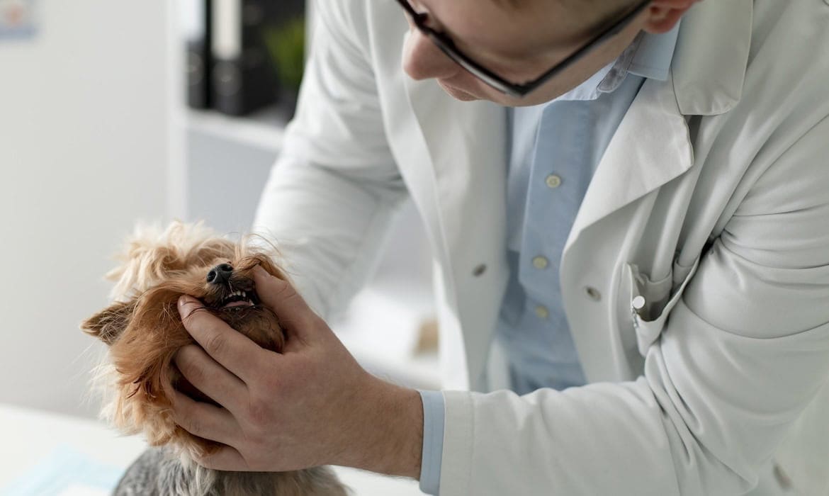 Tierarzt begutachtet das Gebiss eines Hundes: CCC.