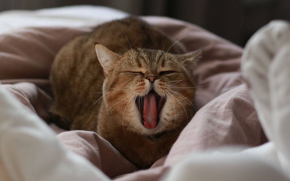 Müde Katze: Die Panda Tierversicherung hat die Interrisk als Risikoträger gewonnen