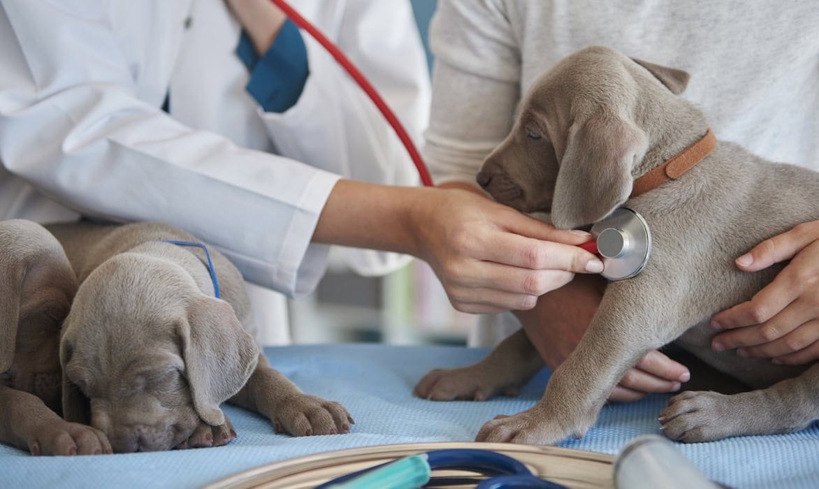 Zwei Hunde beim Tierarzt: Die Hunderasse bestimmt, wie teuer eine Tierhaftpflicht-Versicherung ist.