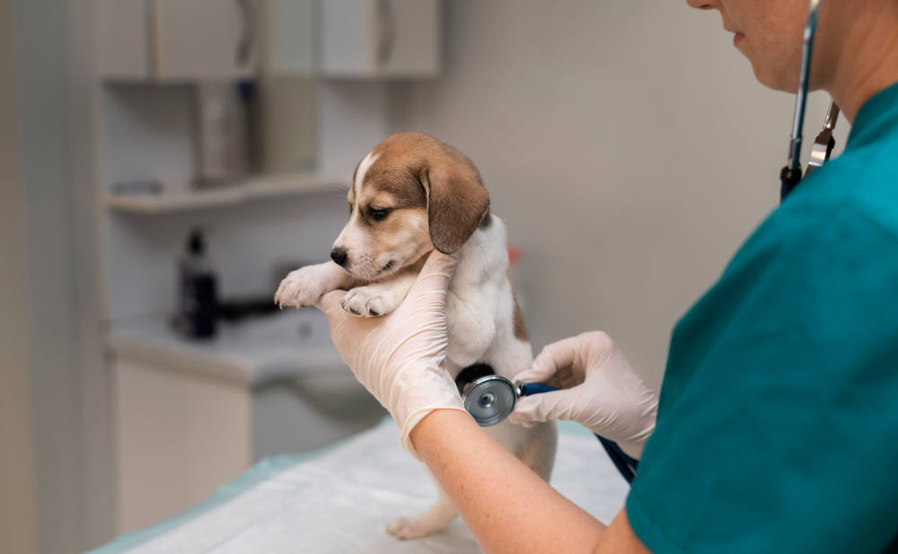 Tierärztin mit Hund: Welche Tierkrankenversicherung bevorzugen Vema-Makler?